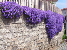 100/Rock Cress,Aubrieta Cascade Purple FLOWER SEEDS, Deer Resistant Superb perennial ground cover,flower seeds for home garden