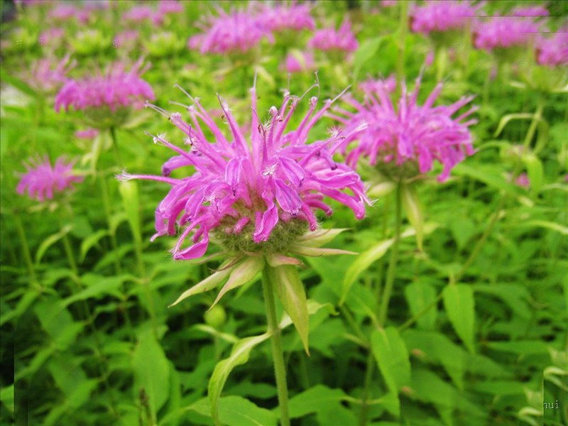200 pcs Hot Sale Mint Seeds Balcony Potted Mint Beautiful Aromatic Plant Vegetable Seeds Air Purification Plant Seeds 200 pcs Hot Sale Mint Seeds Balcony Potted Mint Beautiful Aromatic Plant Vegetable Seeds Air Purification Plant Seeds