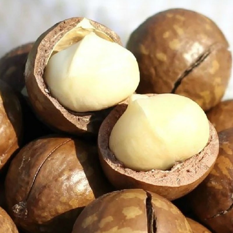 Macadamia Nut Sex 3