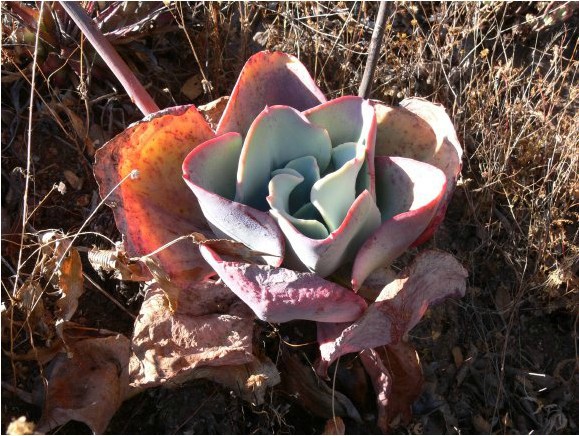 Карликовое дерево Fleshiness Echeveria 20 S002 Карликовое дерево Fleshiness Echeveria 20 S002